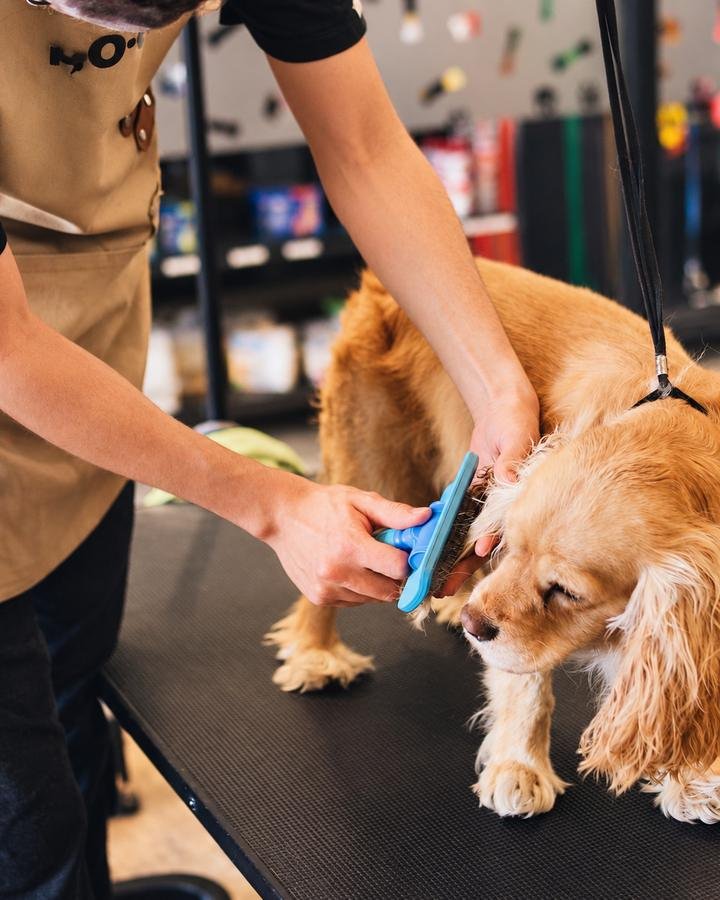 Cocker spaniel recibiendo desenredado y cepillado en la mesa de baño de DOGO Pet Store