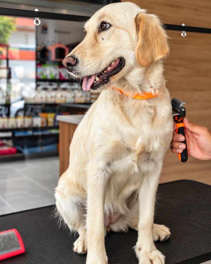 Labrador durante el deslanado en DOGO Pet Store