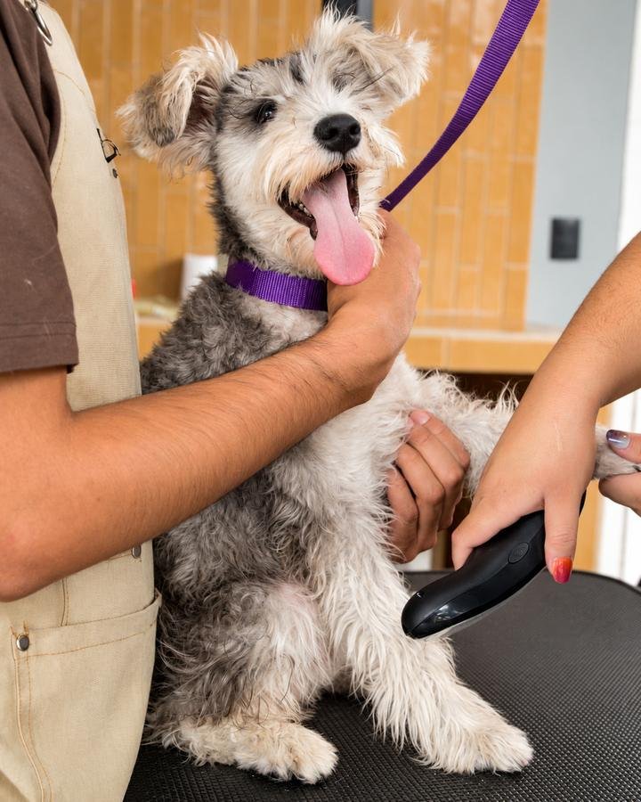 Schnauzer durante un retoque higiénico en DOGO Pet Store