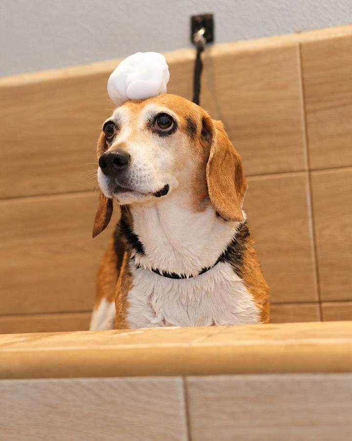 Beagle con espuma de shampoo en la cabeza durante su baño en DOGO Pet Store