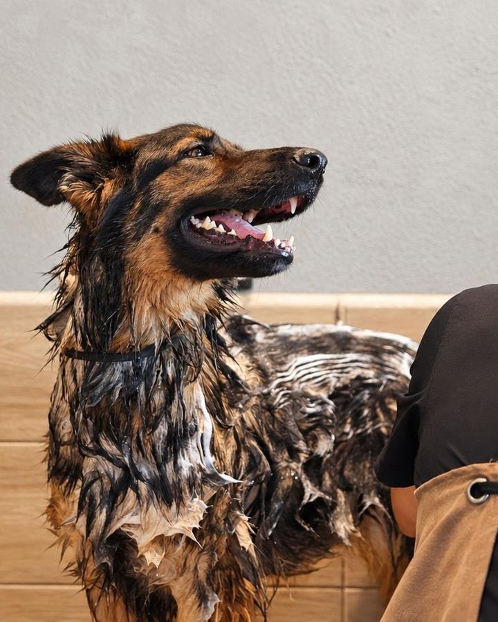 Perro pastor enjabonado durante su baño en DOGO Pet Store