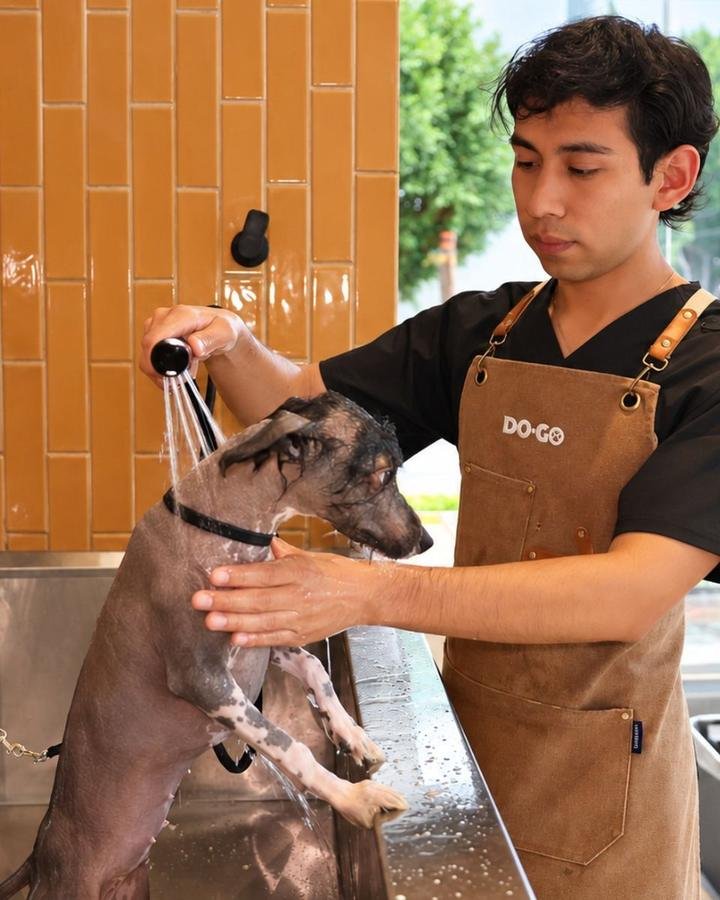 Groomer de DOGO enjuagando a un xoloitzcuintle en la tina de baño
