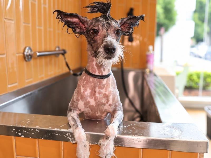 Perro xoloitzcuintle con espuma en la tina del área de baño de DOGO Pet Store